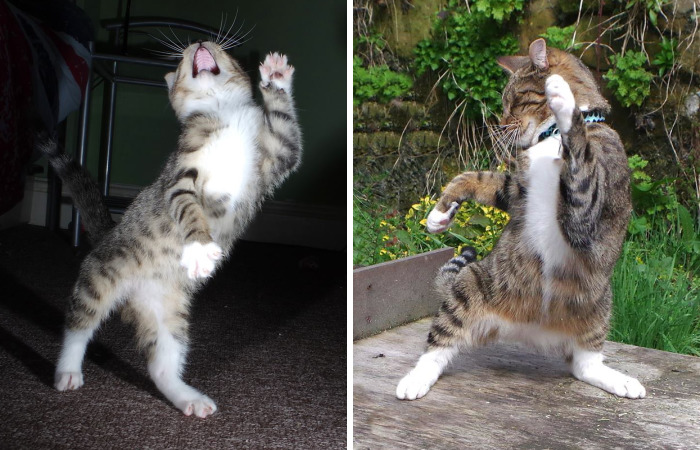 Our Cats Love To Dance