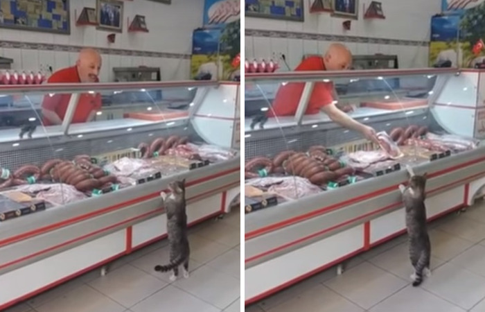 The Butcher Clerks The Cat As A Customer And He Gets What He Wants