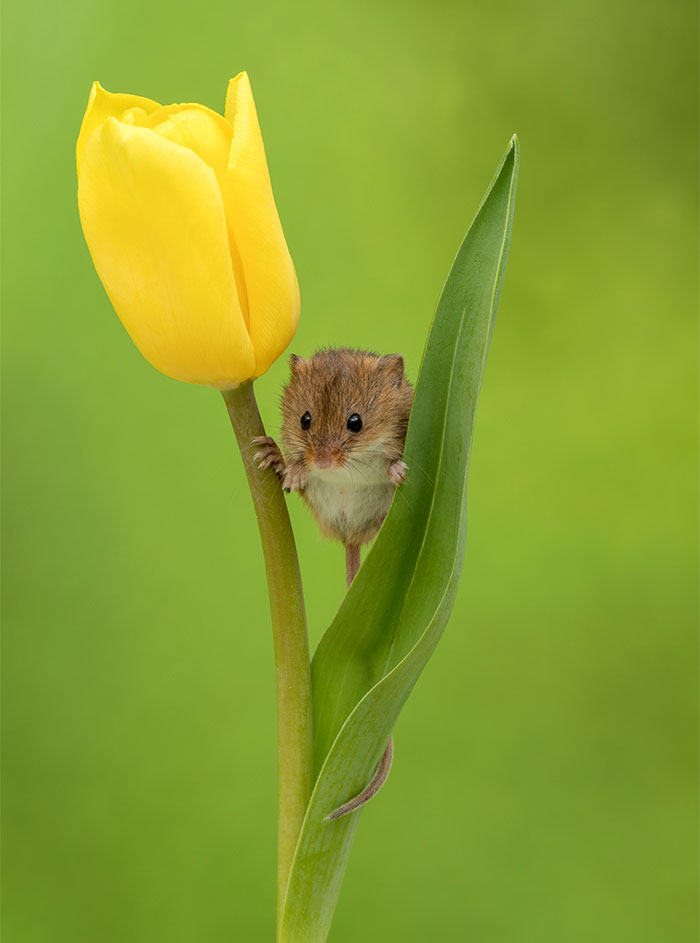 Photographer Tiptoes Through The Tulips To Photograph Mice (20 Pics) Photographer Tiptoes Through The Tulips To Photograph Mice (20 Pics)