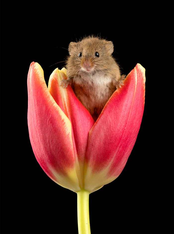 Photographer Tiptoes Through The Tulips To Photograph Mice (20 Pics) Photographer Tiptoes Through The Tulips To Photograph Mice (20 Pics)