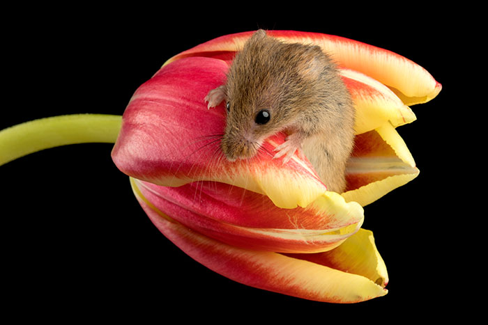 Photographer Tiptoes Through The Tulips To Photograph Mice (20 Pics) Photographer Tiptoes Through The Tulips To Photograph Mice (20 Pics)
