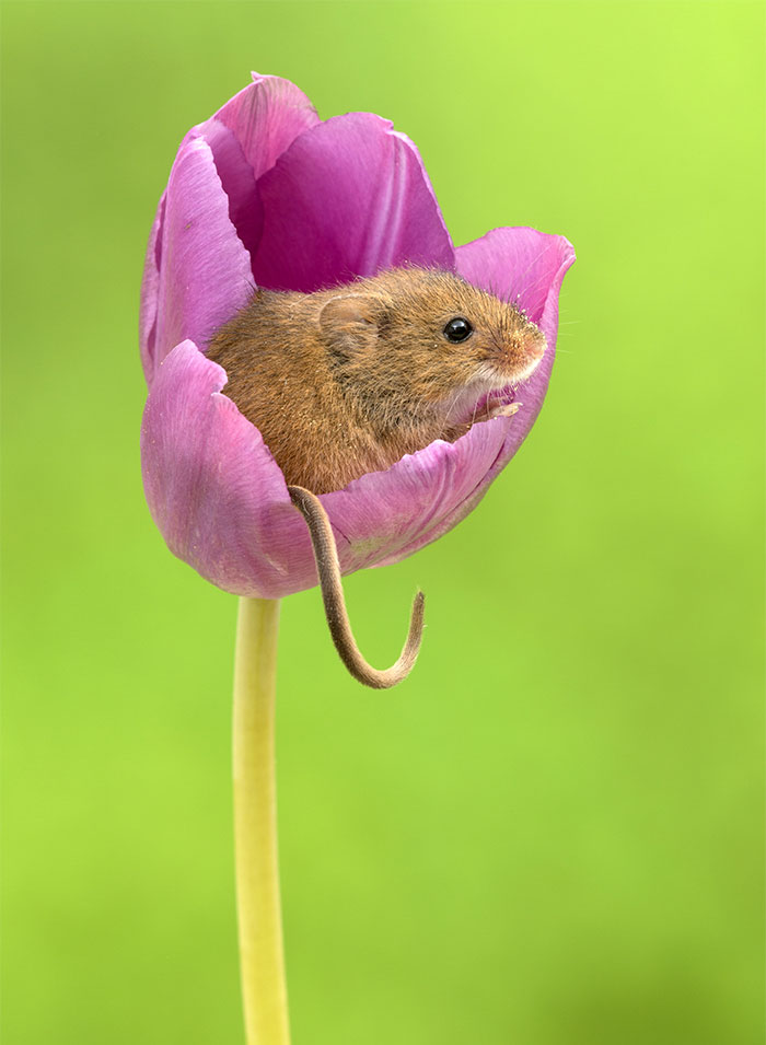 Photographer Tiptoes Through The Tulips To Photograph Mice (20 Pics) Photographer Tiptoes Through The Tulips To Photograph Mice (20 Pics)