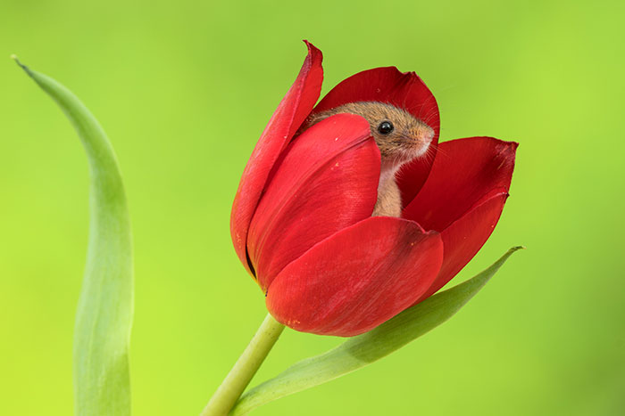 Photographer Tiptoes Through The Tulips To Photograph Mice (20 Pics) Photographer Tiptoes Through The Tulips To Photograph Mice (20 Pics)