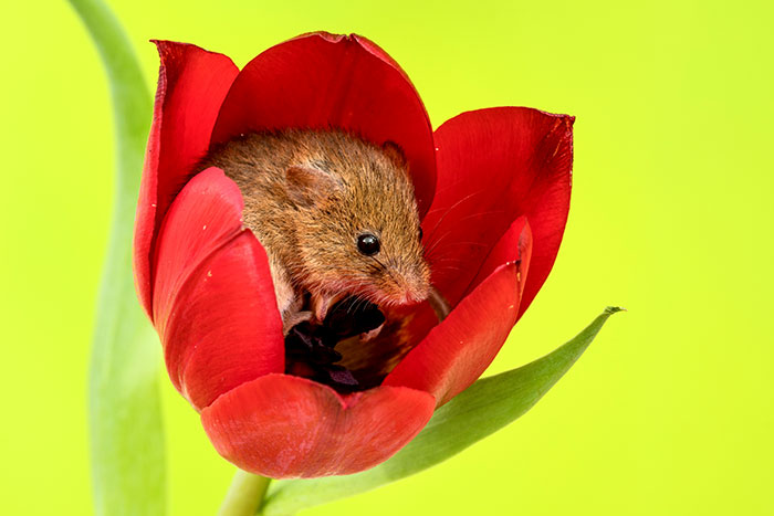 Photographer Tiptoes Through The Tulips To Photograph Mice (20 Pics) Photographer Tiptoes Through The Tulips To Photograph Mice (20 Pics)