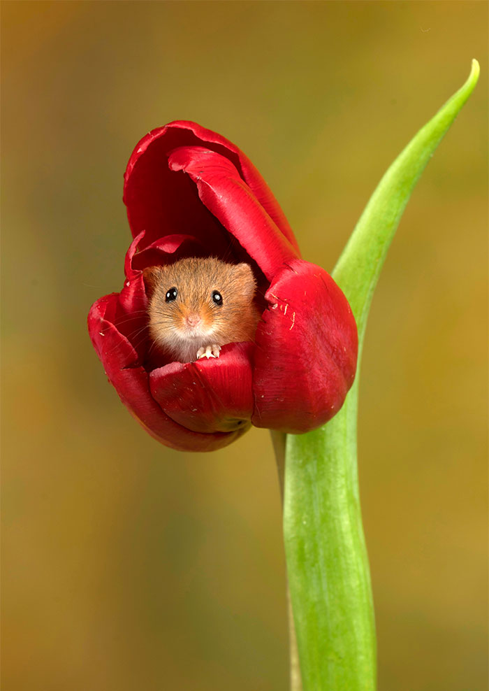 Photographer Tiptoes Through The Tulips To Photograph Mice (20 Pics) Photographer Tiptoes Through The Tulips To Photograph Mice (20 Pics)