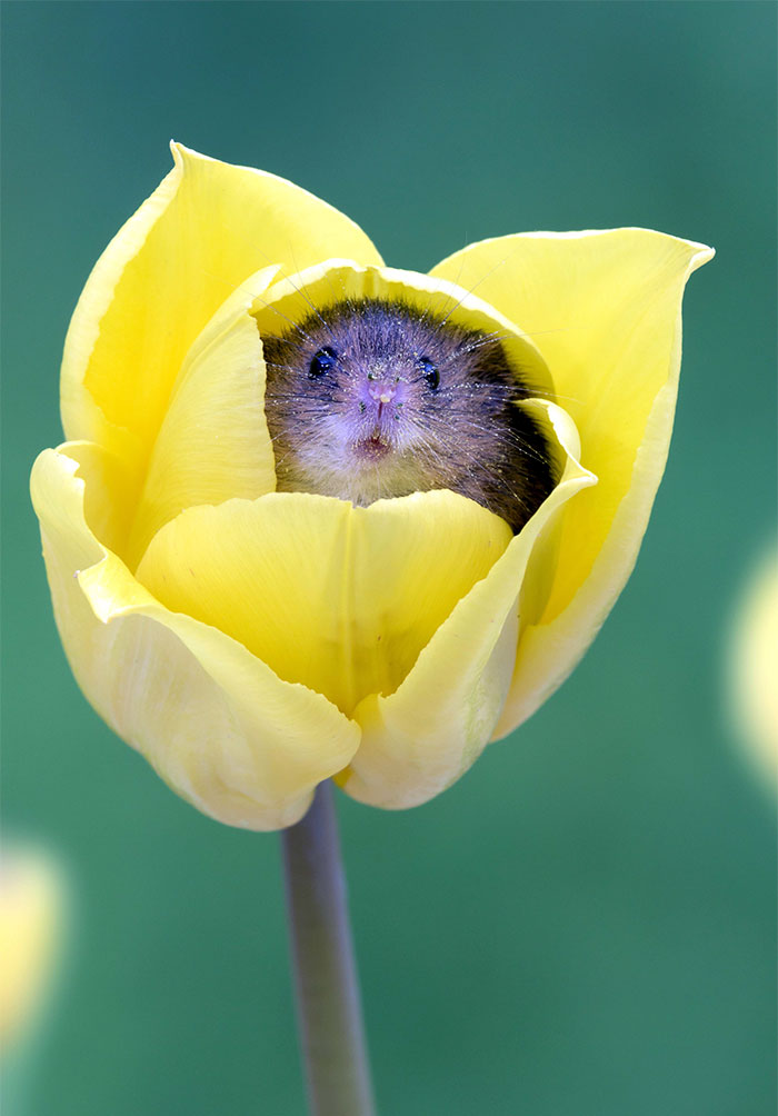 Photographer Tiptoes Through The Tulips To Photograph Mice (20 Pics) Photographer Tiptoes Through The Tulips To Photograph Mice (20 Pics)