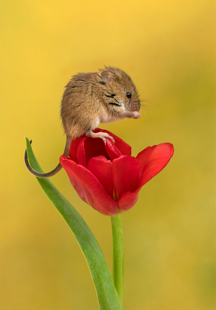 Photographer Tiptoes Through The Tulips To Photograph Mice (20 Pics) Photographer Tiptoes Through The Tulips To Photograph Mice (20 Pics)