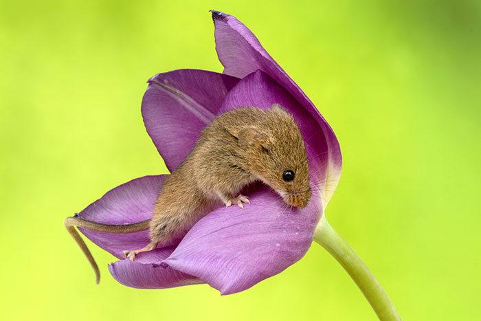 Photographer Tiptoes Through The Tulips To Photograph Mice (20 Pics) Photographer Tiptoes Through The Tulips To Photograph Mice (20 Pics)