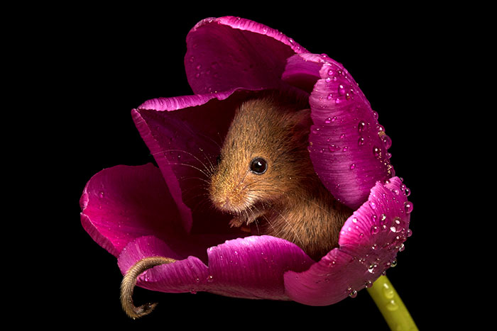 Photographer Tiptoes Through The Tulips To Photograph Mice (20 Pics) Photographer Tiptoes Through The Tulips To Photograph Mice (20 Pics)