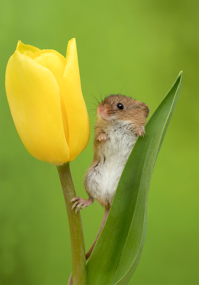 Photographer Tiptoes Through The Tulips To Photograph Mice (20 Pics) Photographer Tiptoes Through The Tulips To Photograph Mice (20 Pics)