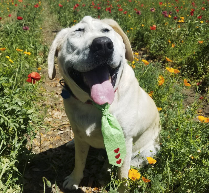 Heartbroken Dog Abandoned Because Of His ‘Ugly’ Face Gets Adopted, And The Difference It Makes Is Unbelievable