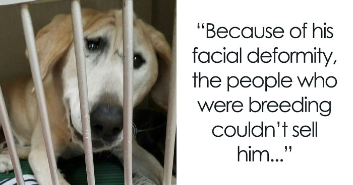 Heartbroken Dog Abandoned Because Of His ‘Ugly’ Face Gets Adopted, And The Difference It Makes Is Unbelievable