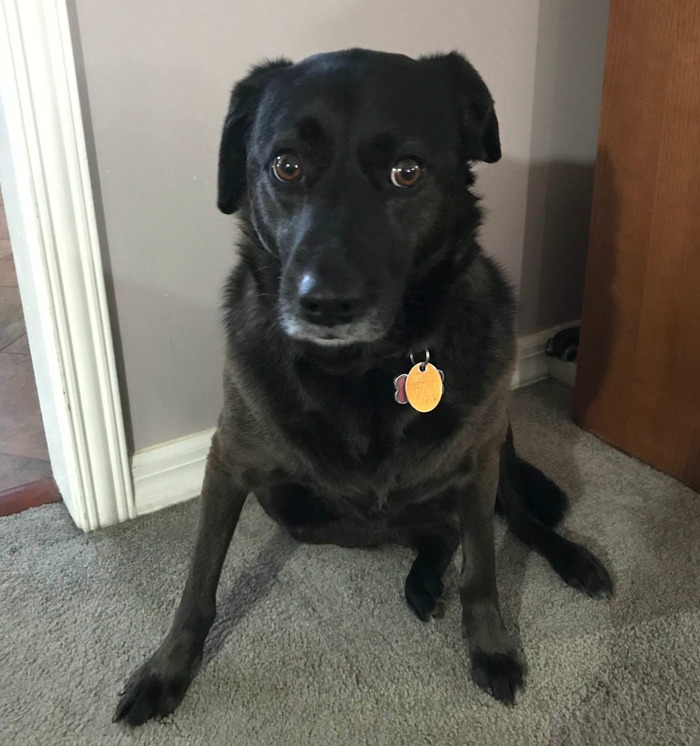 140 Of The Most Unbelievably Smart Things Pets Have Done That Surprised Their Owners