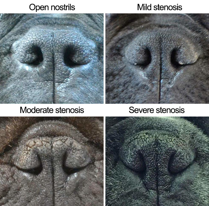 50% Of Short-Nosed Dogs Can’t Breathe Properly And Here’s How To Fix It