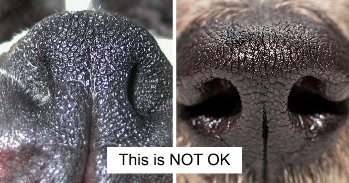 50% Of Short-Nosed Dogs Can’t Breathe Properly And Here’s How To Fix It