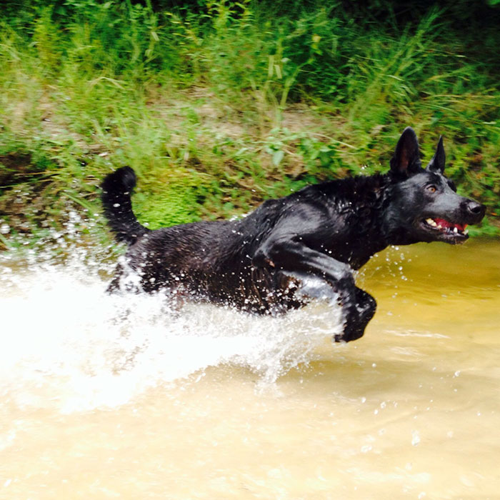 The Gang Who Tried To Kill A Policeman Didn't Expect This Kind Of Backup