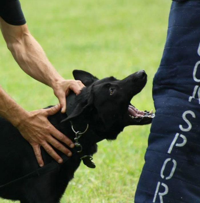 The Gang Who Tried To Kill A Policeman Didn't Expect This Kind Of Backup The Gang Who Tried To Kill A Policeman Didn't Expect This Kind Of Backup