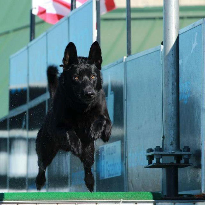 The Gang Who Tried To Kill A Policeman Didn't Expect This Kind Of Backup