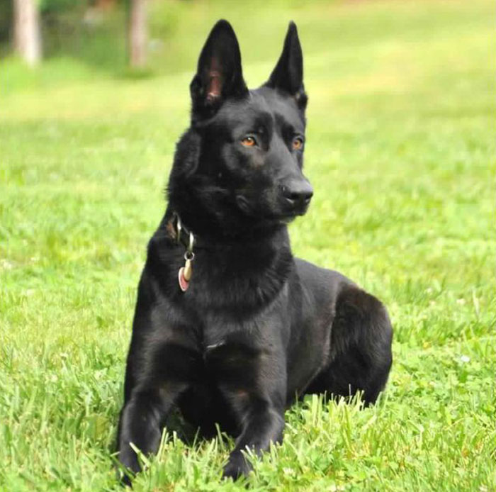 The Gang Who Tried To Kill A Policeman Didn't Expect This Kind Of Backup