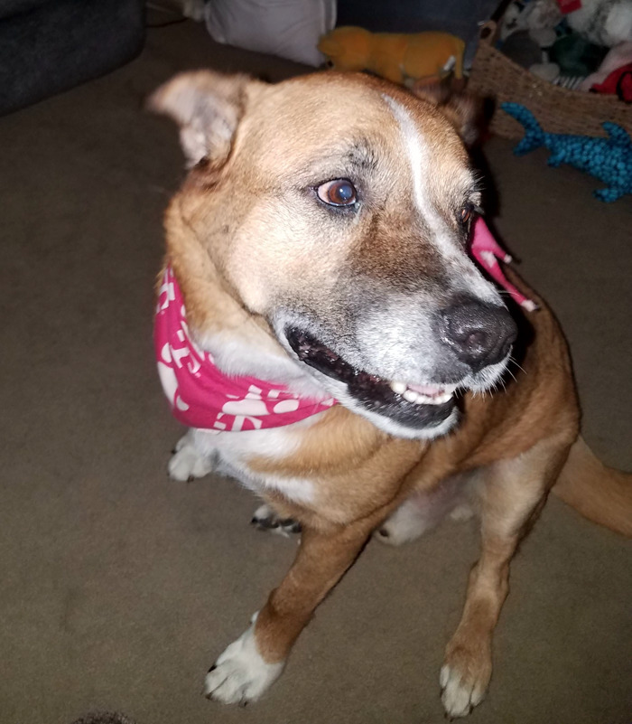 140 Of The Most Unbelievably Smart Things Pets Have Done That Surprised Their Owners