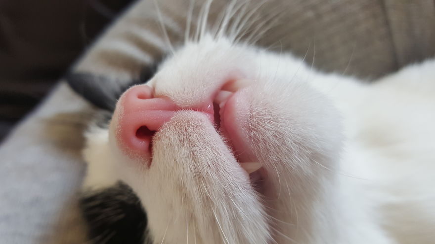Cat-Noses-Macro-Photography