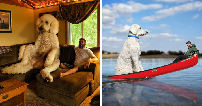 Photographer Creates Amusing PS Manipulations Featuring His Giant Dog