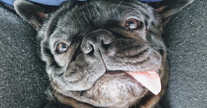Meet Potato, The Cutest Lazy-Tongue French Bulldog Ever