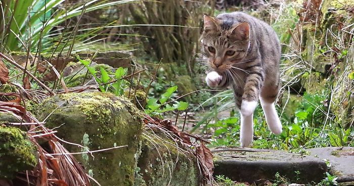 Edmund The Jumping Kitty Goes Outside For The First Time