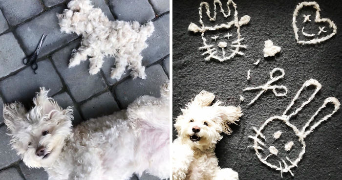 Our Dog Leo Loves Grooming And We Love Making Art From His Hair