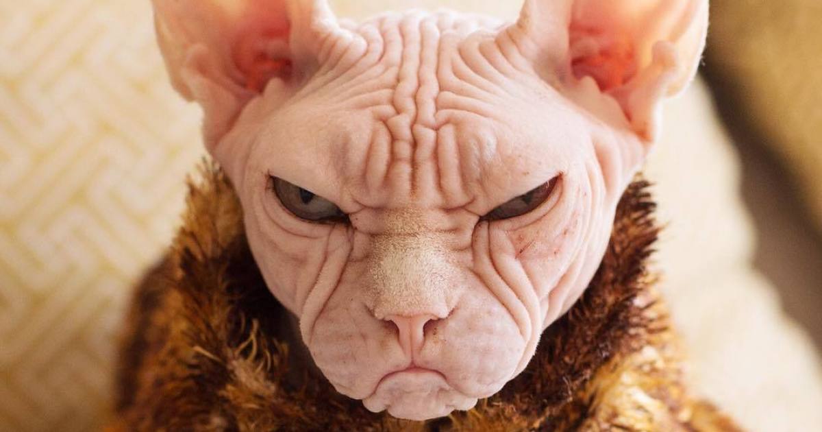 Move Aside Grumpy Cat, Loki Is The New Grumpiest Cat In The World.