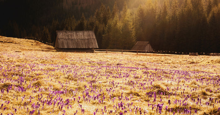 I Capture The Surreal Beauty Of Spring In Mountain Meadows In Poland