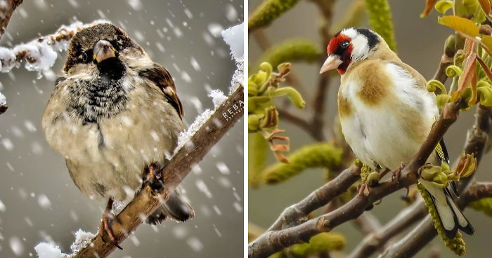 Photographer Captures The Distinct Beauty Of Natually Colorful Birds