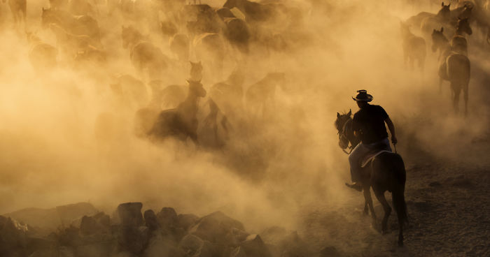 Wild Horses Of Cappadocia