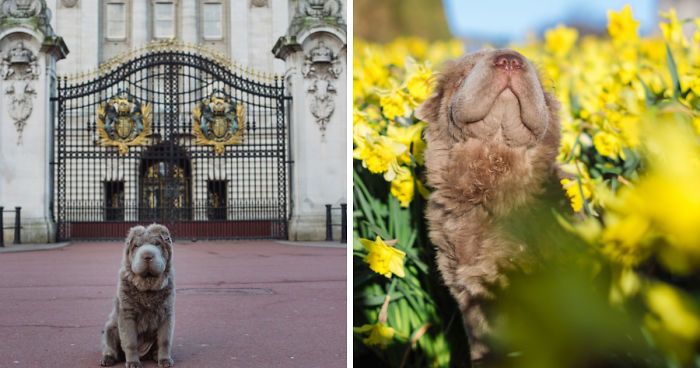 Londoner Bear Cub Looking For Adventures