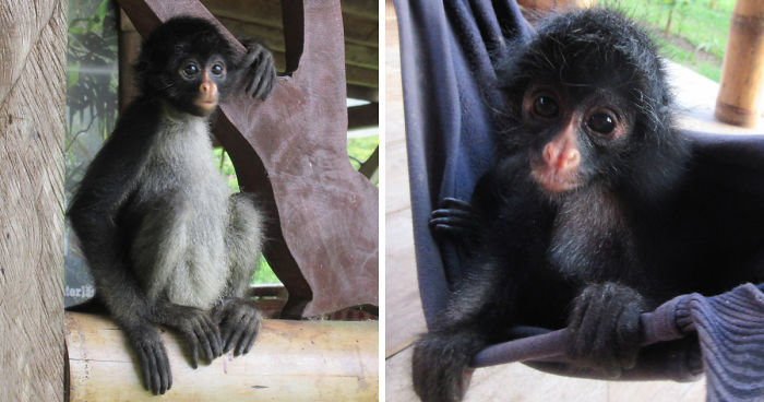 My Roommate Was A Baby Monkey