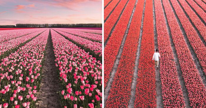 We Captured The Incredible Transformation Of The Netherlands When All 7 Million Tulips Bloom At Once