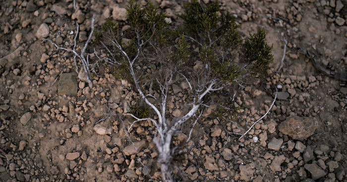 I Shot The Tree Beings