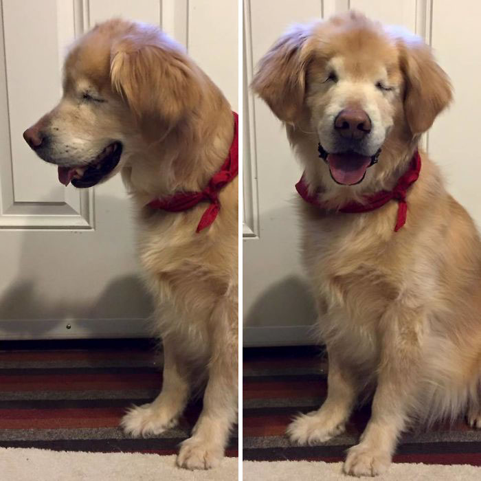 Smiley Has Never Seen Himself In The Mirror, So I Tell Him How Handsome He Is At Least 20 Times A Day