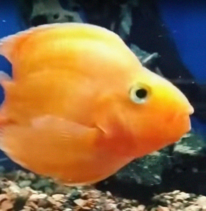 140 Of The Most Unbelievably Smart Things Pets Have Done That Surprised Their Owners