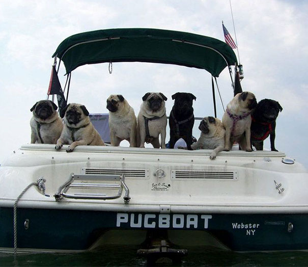 Multiple pugs in a funny named boat 