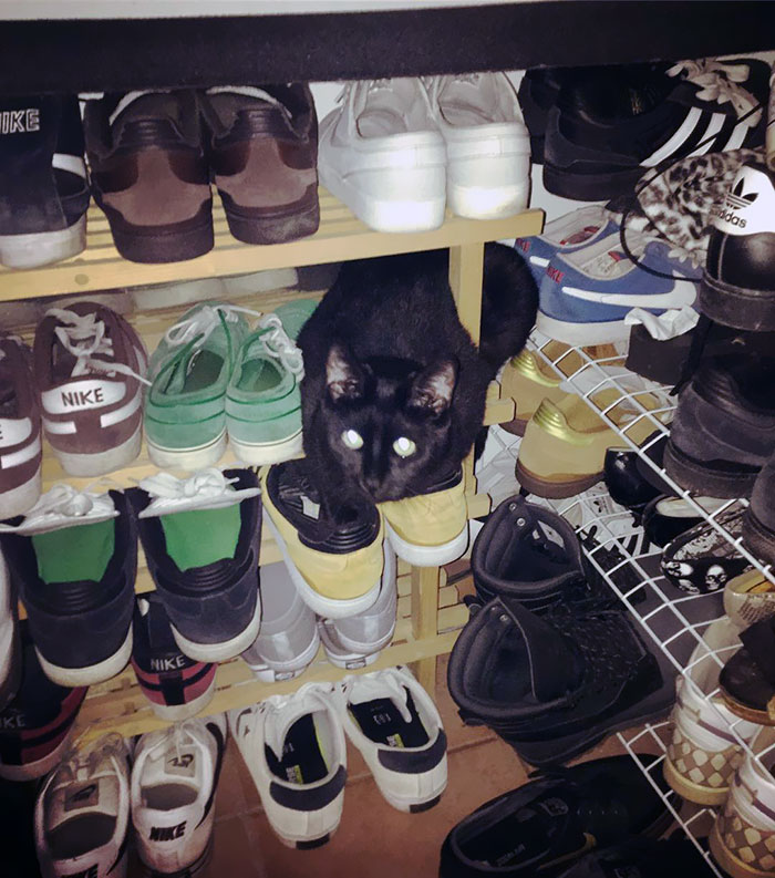 When You Spend 10 Minutes Looking For The Cat Before Work