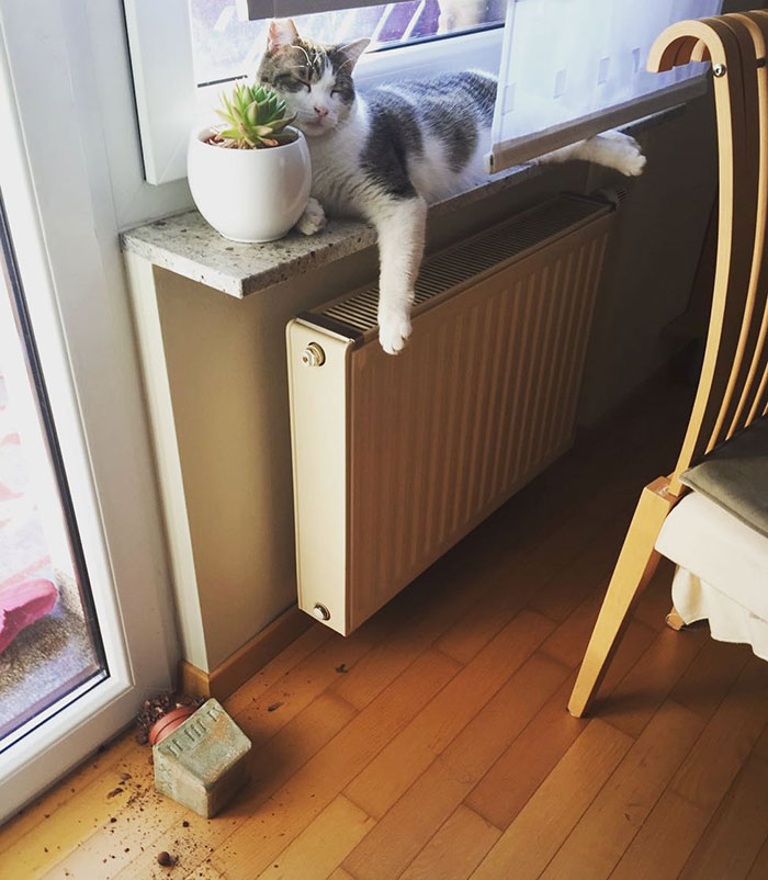 Toby's New Year's Resolution Is To Still Don't Care At All