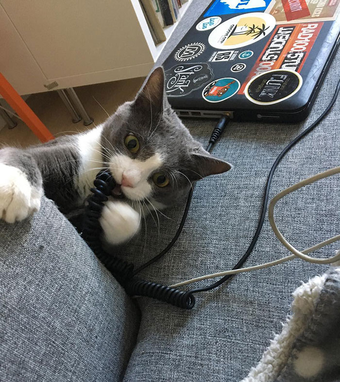 Must. Kill. All. Cords