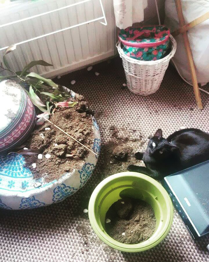 What A Well Behaved Creature This Cat Is