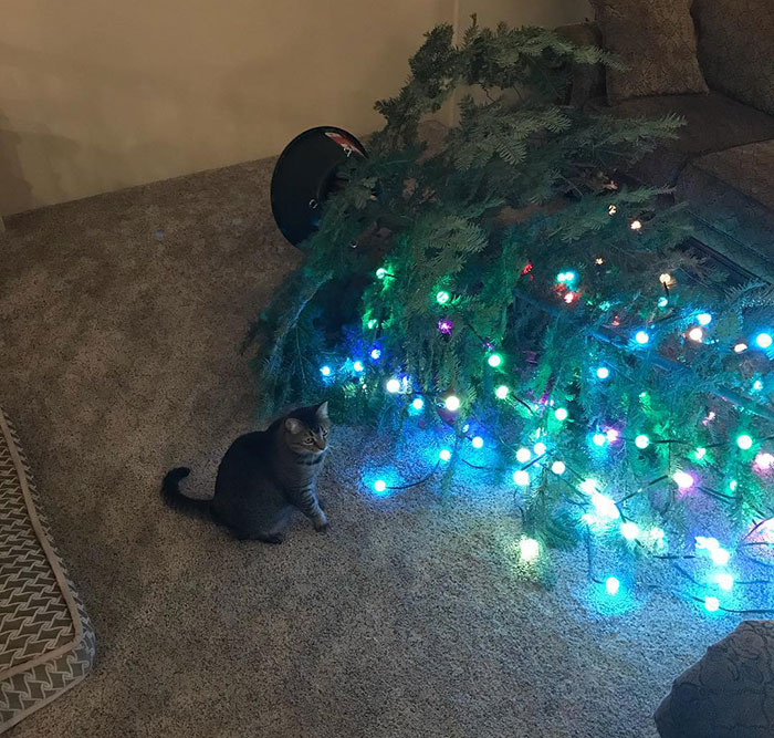 Yes. Yes, This Is My Handiwork. This Is Why My Mom Can’t Have Nice Things