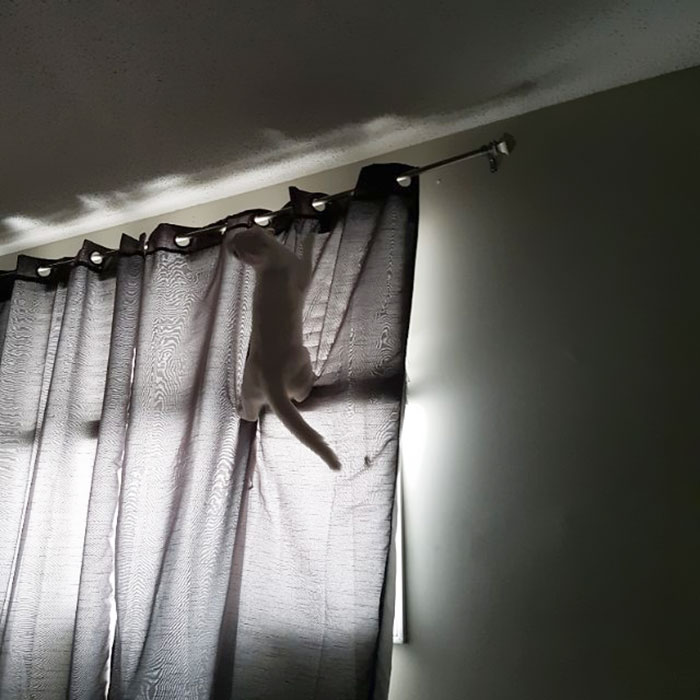 Has A Strong Love For Curtains