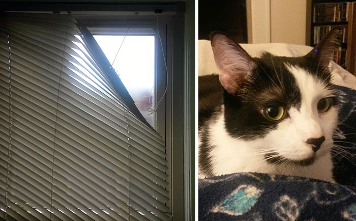 Life Update: I'm Changing Fritz's Name To Damage Deposit