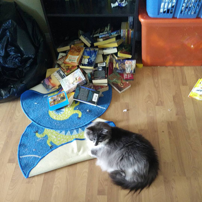 Yes, I Did This, Now Give Me Treats