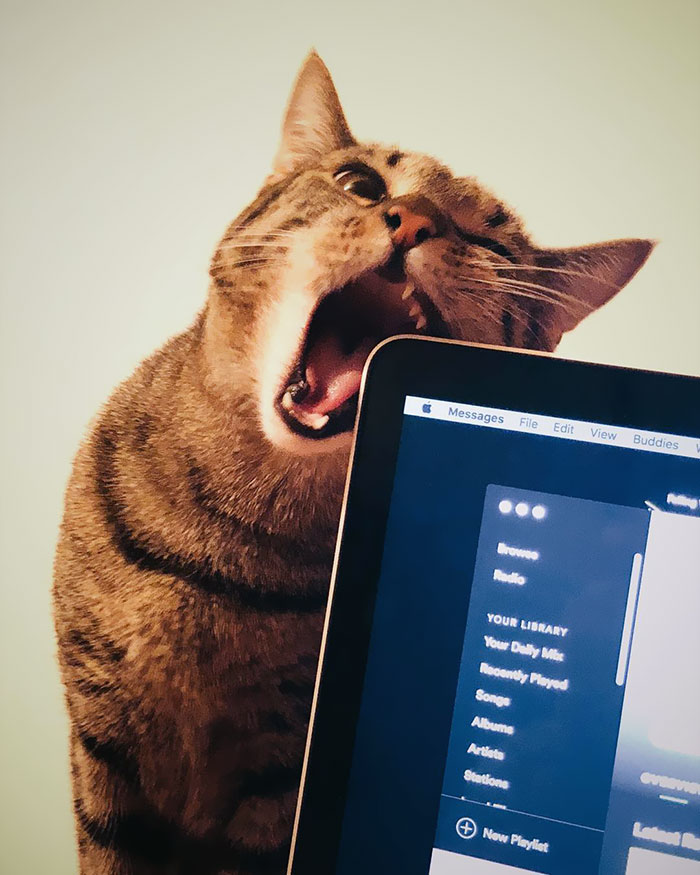 OMG, This Laptop Tastes Delicious