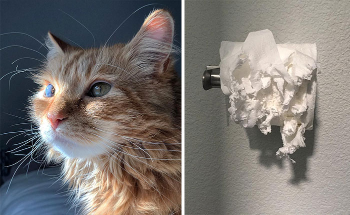 Wipe This! 2017 Site Specific Installation By Uli. Chewed Toilet Paper, Toilet Paper Holder, Drywall, Light